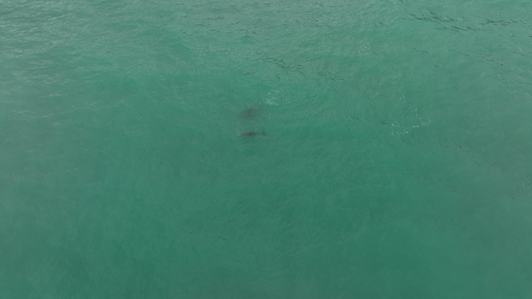 'Dolphin, Water, Sun, Spirit’ - Limited Edition Artwork by Salty One