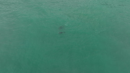 'Dolphin, Water, Sun, Spirit’ - Limited Edition Artwork by Salty One